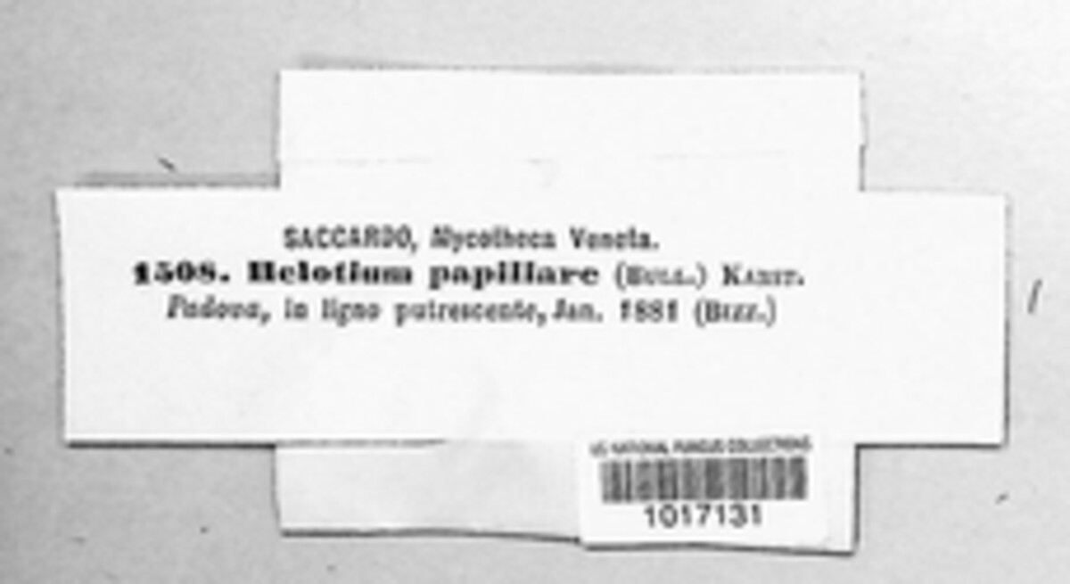 Helotium papillare image